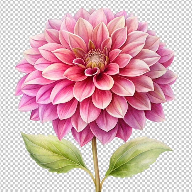 spring pink dahlia flower isolated on transparent background