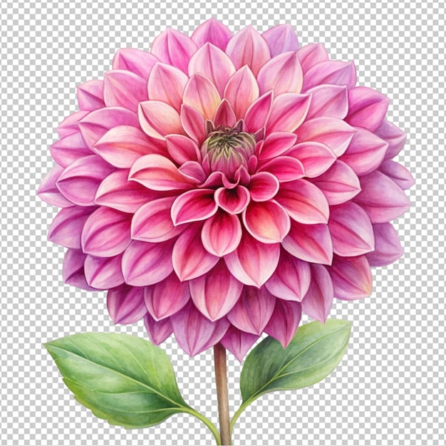 spring pink dahlia flower isolated on transparent background