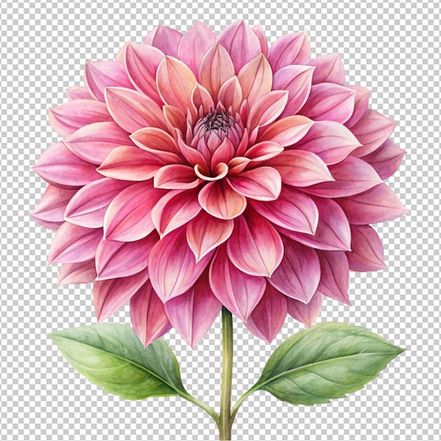 spring pink dahlia flower isolated on transparent background