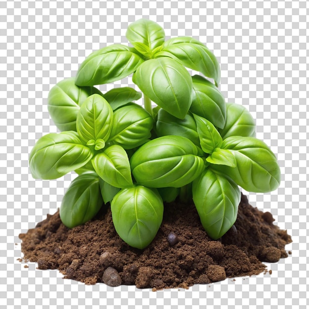 PSD spring small green basil grows on the ground isolated on transparent background