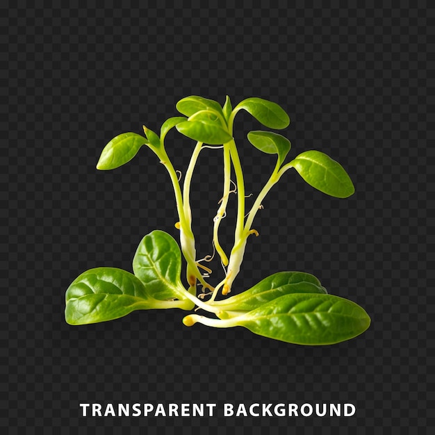 PSD a sprouting plant isolated on a transparent background