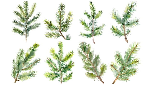 Spruce branch cutout