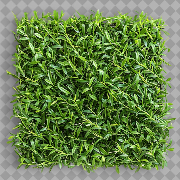 a square of green grass is shown on a gray background