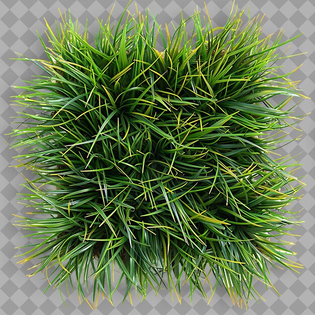 St Augustinegrass With Deep Blue Green Branches and Amber M PNG Green Texture Background