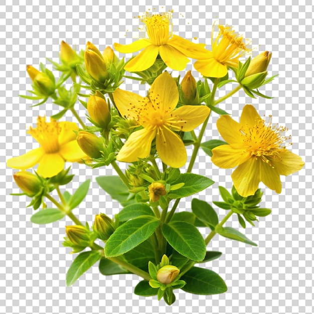 PSD st john s wort plant isolated on transparent background