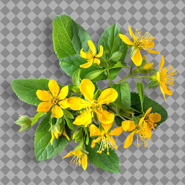 St Johns Wort Herb Type Hypericum Perforatum Form of Herb D Isolated Object on Clean Background