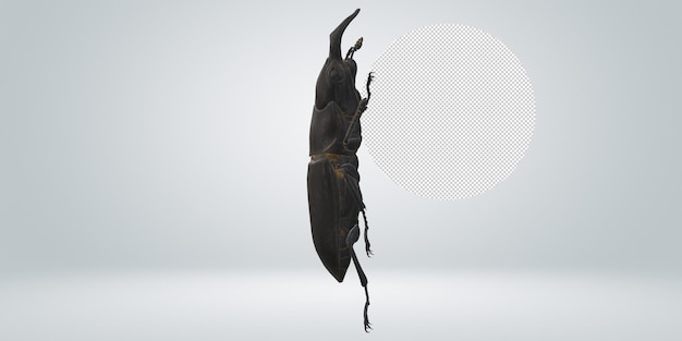 Stag Beetle isolated on a Transparent Background