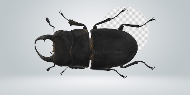 Stag Beetle isolated on a Transparent Background