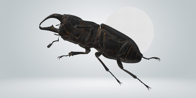 Stag Beetle isolated on a Transparent Background