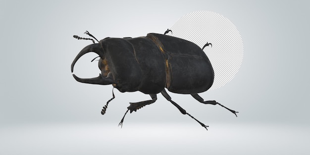 Stag Beetle isolated on a Transparent Background