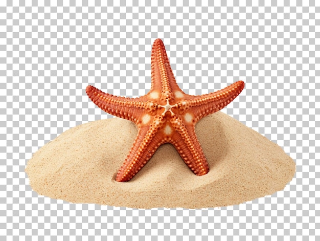 Starfish on sand isolated on transparent background png psd