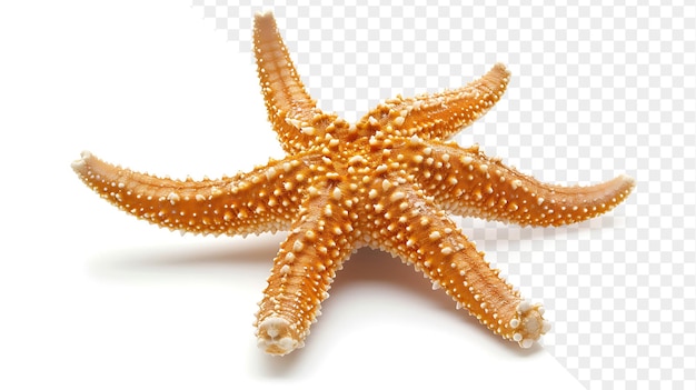 a starfish on a transparent background