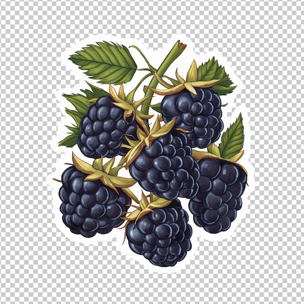 PSD sticker of a bunch of blackberries isolated on transparent background