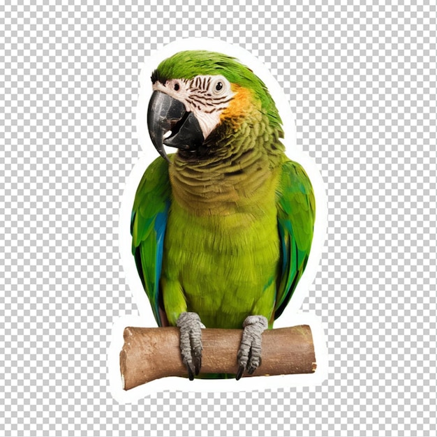 PSD sticker of a green parrot isolated on transparent background