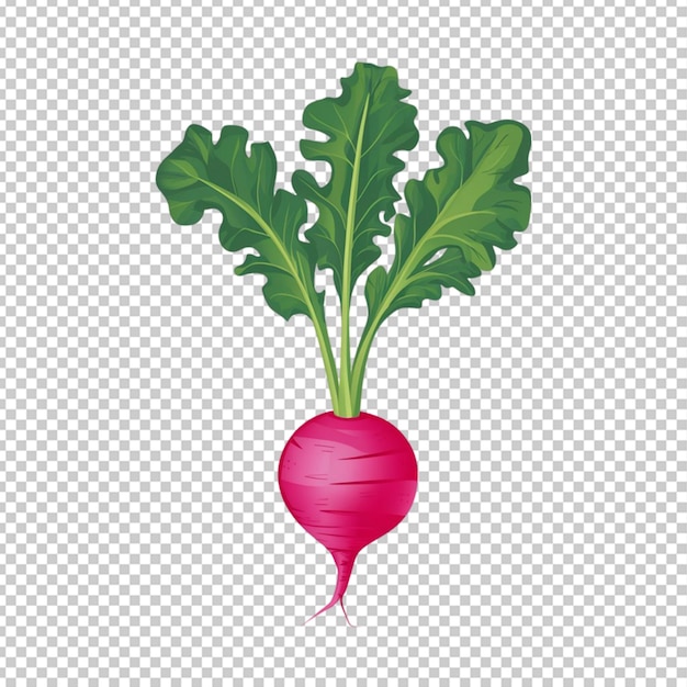 PSD sticker illustrated single radish with green leaves isolated on transparent background