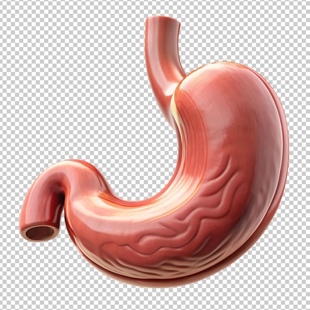 PSD stomach on transparent background