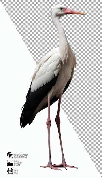 PSD stork with white background