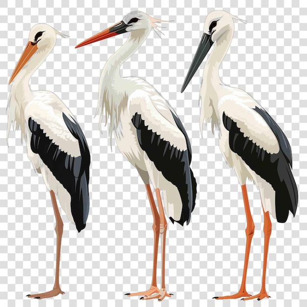 PSD storks transparent background vector element