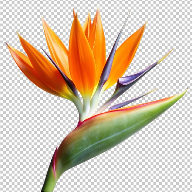 strelitzia flower transparent background