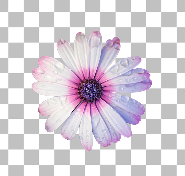 Stunning blossoming Cape Daisy with Raindrops on Transparent Background