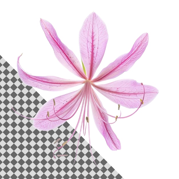 PSD stunning spider flower isolated on transparent background for highimpact digital art and design