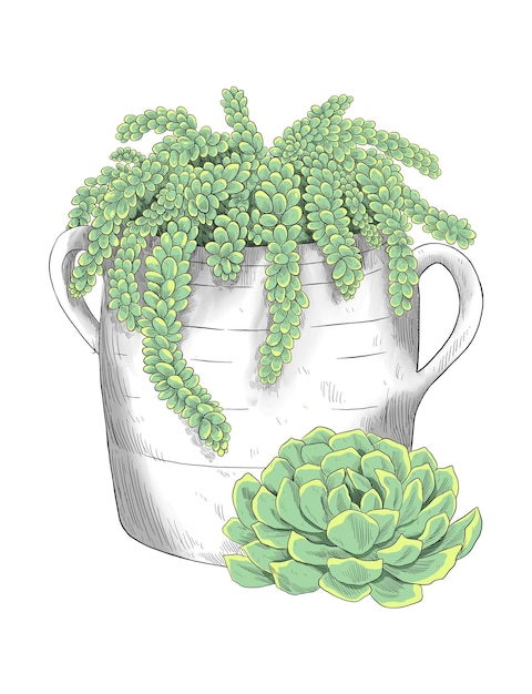 Succulent in jug