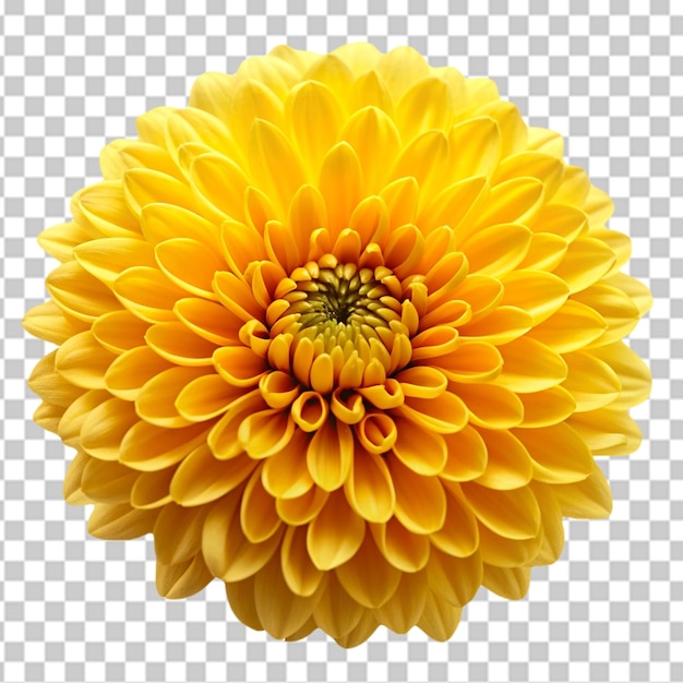 Sunflower flower png isolated on transparent background