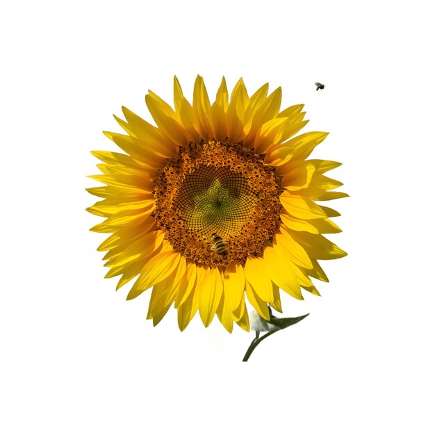 PSD sunflower isolated image