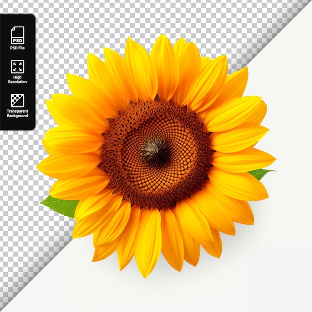 sunflower isolated on a transparent background