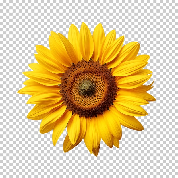 sunflower isolated