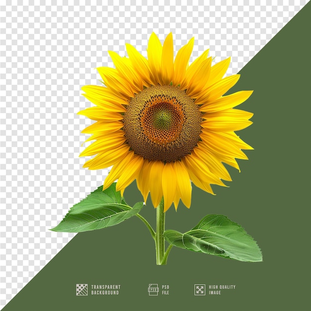 Sunflower Photos Without Background HD Quality