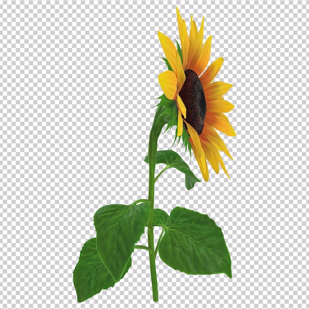 A sunflower with a green leaf on it