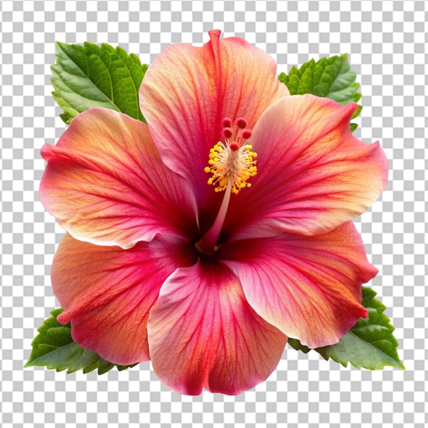 Sunset Hibiscus Flower isolated on transparent background