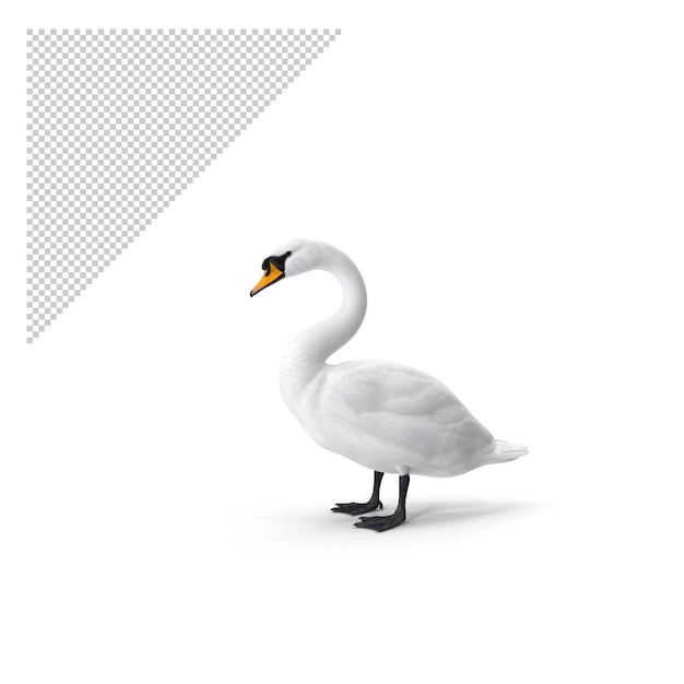 Swan PNG