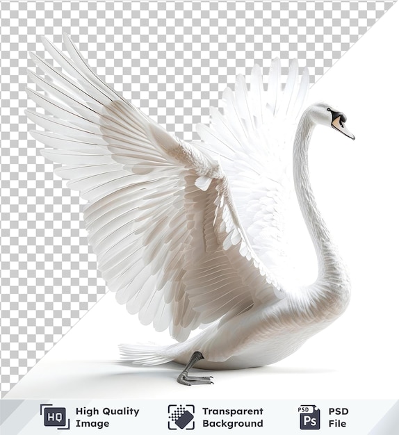 PSD swan with open wings isolated on a transparent background