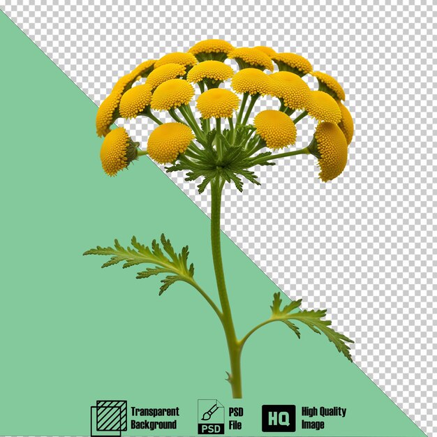 PSD tansy tanacetum vulgare on the transparent background