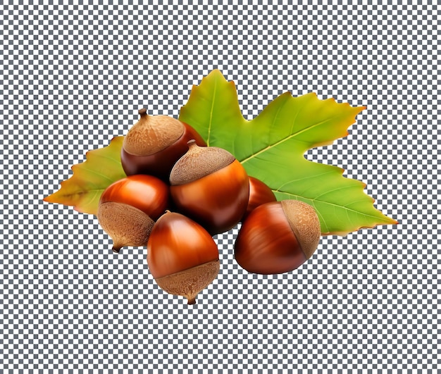 Tasty Acorns isolated on transparent background