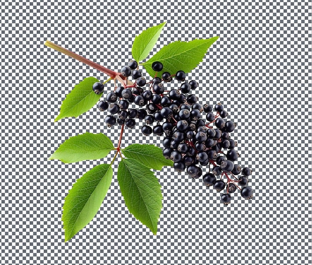 PSD tasty elderberry euphoria isolated on transparent background