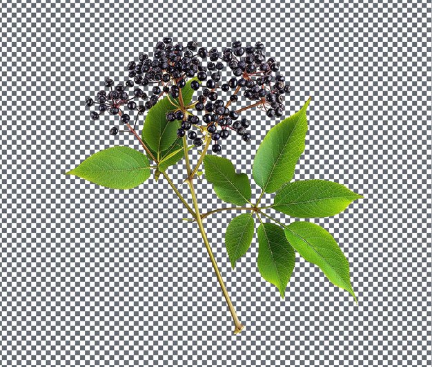 Tasty Elderberry Euphoria isolated on transparent background