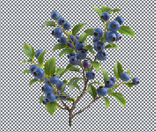 PSD tasty lowbush blueberry isolated on transparent background