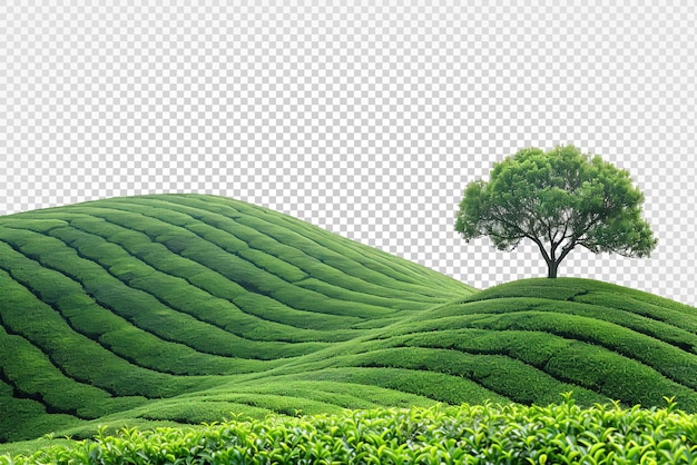 PSD tea plantation landscape isolated on transparent background generative ai