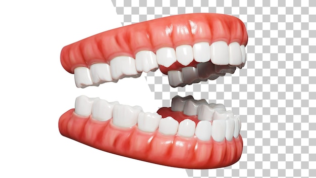 Teeth side view 3d Human jaw isolated Normal human bite medically accurate tooth 3D illustration