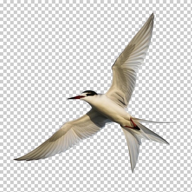 PSD tern in flight with its slender body and long wings isolated on transparent background