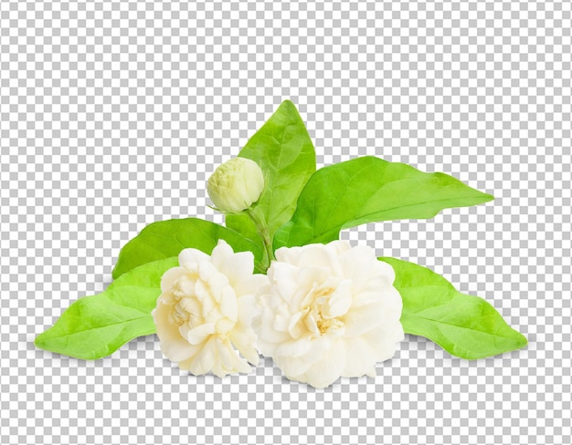 Thai jasmine white flower with green leave isolated on white backgroundThis has clipping path Jasmine photo stacked full depth field