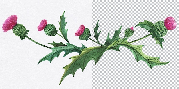 Thistle vignette. Watercolor composition of traditional symbolic scottish plant. Green and magenta colors, decorations for greetings and invitations