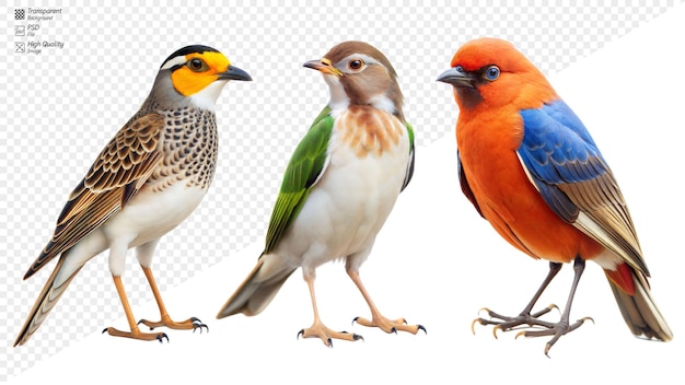 PSD three birds of different colors are standing next to each other