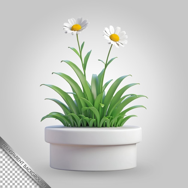 three daisies are in a white pot with a white background