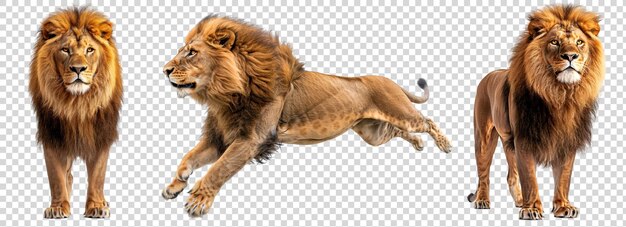 PSD three majestic lions each in a dynamic pose capture the power and grace of these apex predators