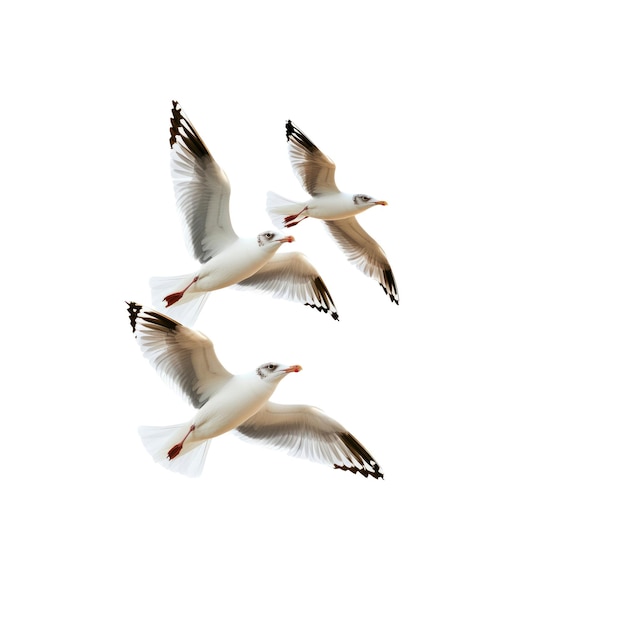 PSD three seagulls flying in formation against a black background