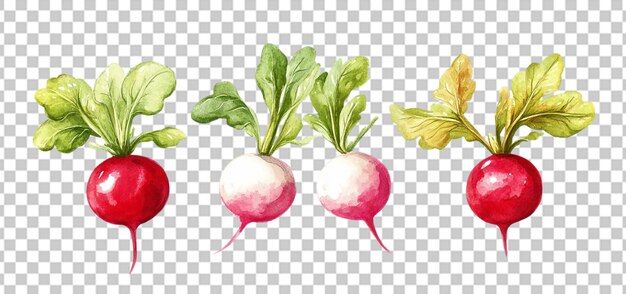 PSD three set of radish vegetables fresh and crisp isolated transparent background